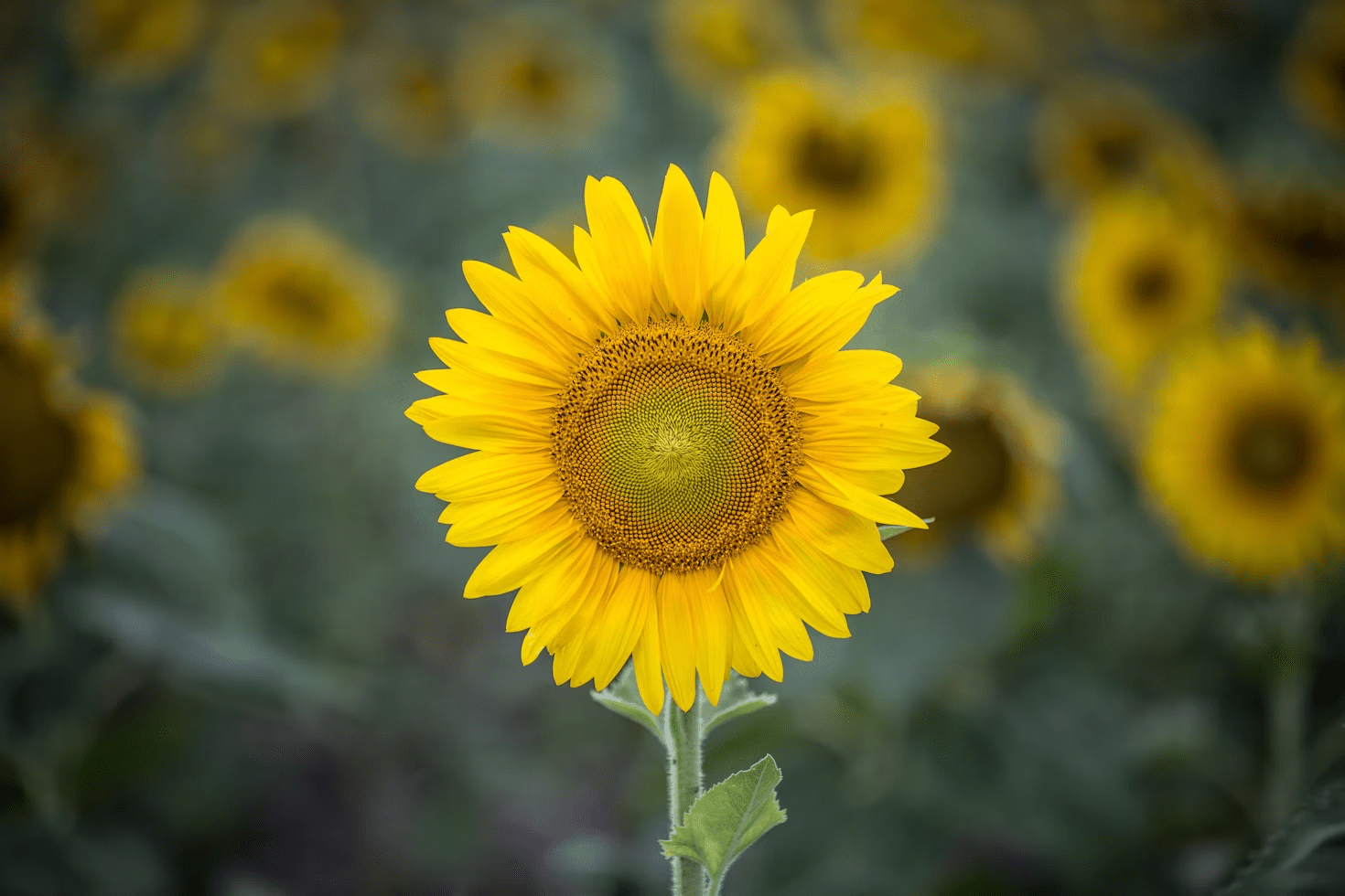 Tournesols Artificiels