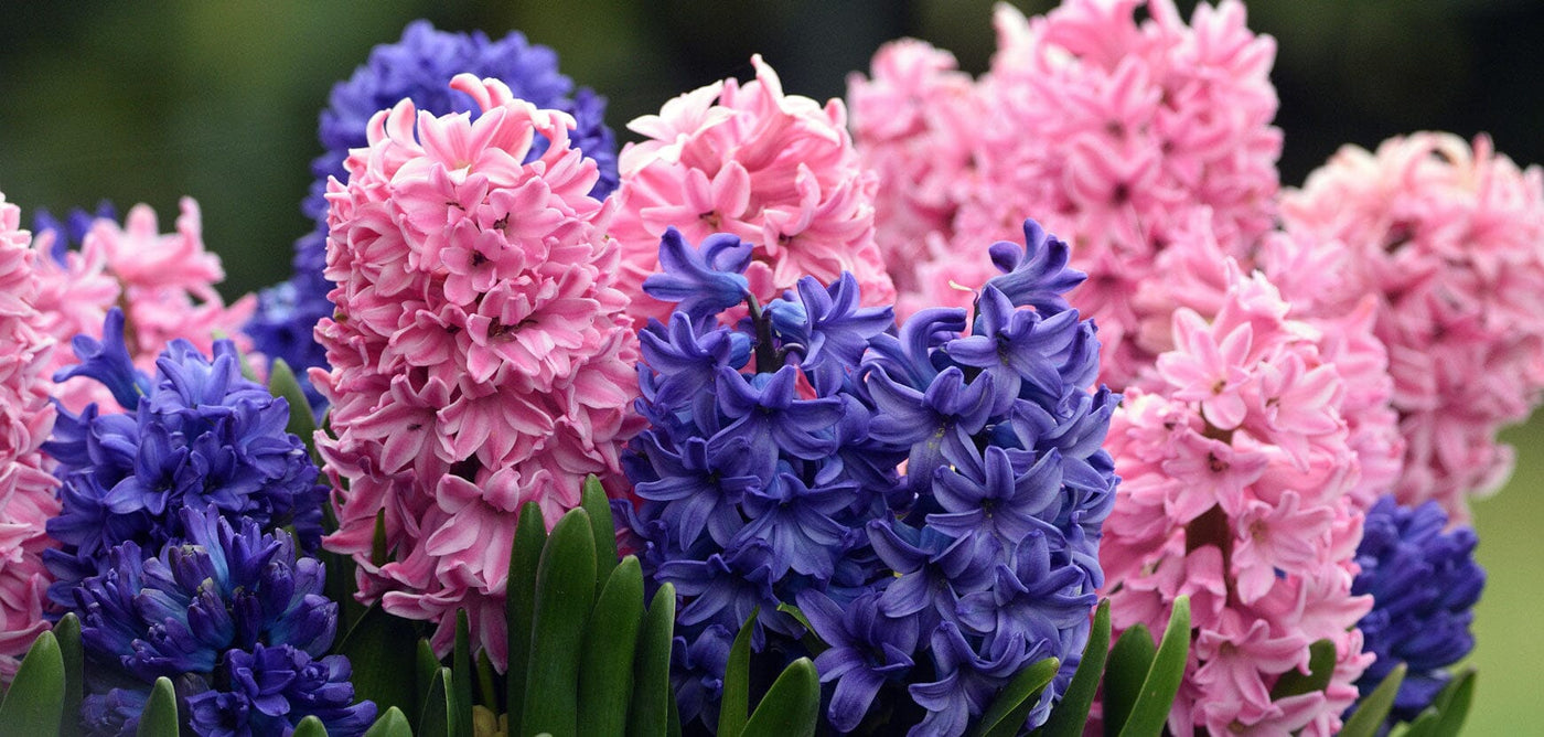 5 Bonnes Raisons de Choisir une Jacinthe Artificielle