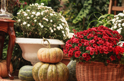 Comment Créer un Bouquet avec des Chrysanthèmes Artificiels ?