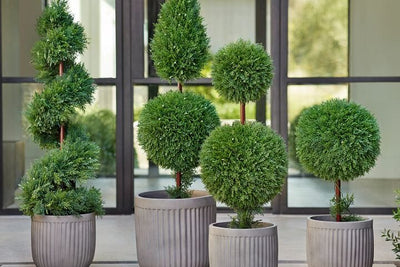Comment Entretenir Sa Plante Artificielle ? Nos Conseils