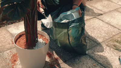 Comment Faire Tenir Une Plante Artificielle ?