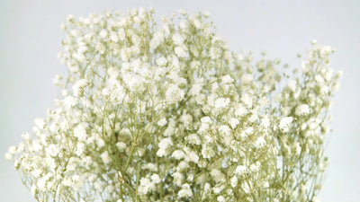 Les tendances décoratives avec la Gypsophile Artificielle en 2025