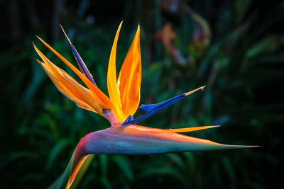 Comment intégrer des Fleurs Exotiques Artificielles dans un salon moderne ?