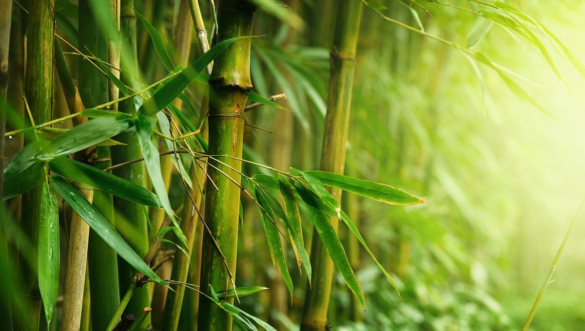 Le Mystère de la Floraison du Bambou : Un Phénomène Rare et Fascinant