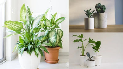 Les Avantages des Plantes Artificielles dans la Décoration Intérieure