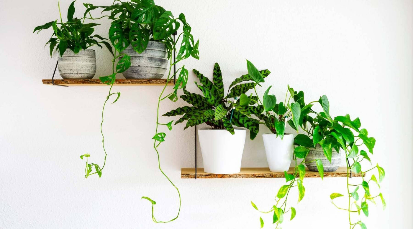 Les Meilleures Plantes Artificielles en Pot pour Décorer Vos Étagères