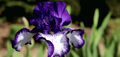 L’histoire de l’iris : une fleur royale avec une symbolique forte à travers l’histoire