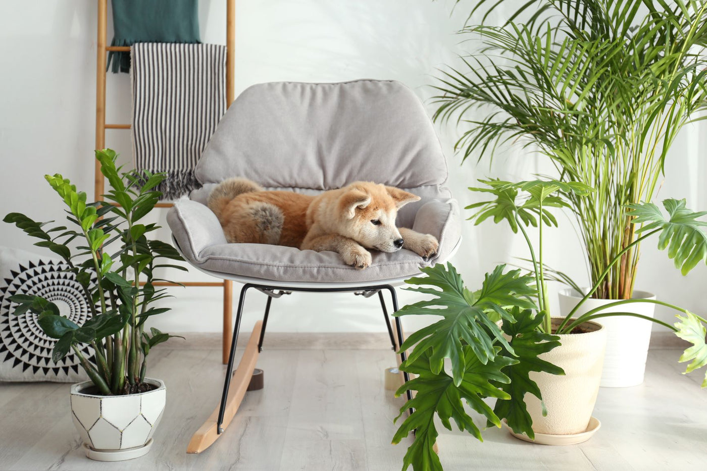 Plantes d’intérieur adaptées aux animaux : Optez pour l'artificiel