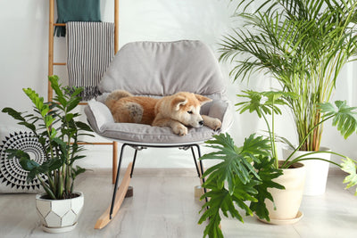 Plantes d’intérieur adaptées aux animaux : Optez pour l'artificiel