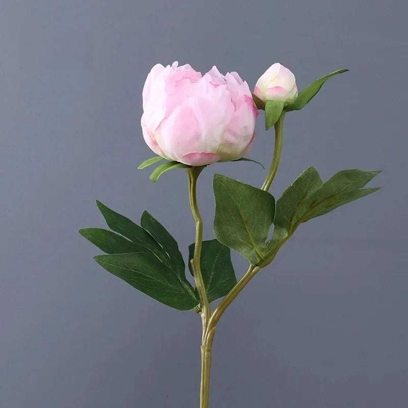 Fausse pivoine rose
