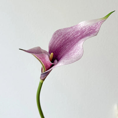 Fleur Arum Artificielle Haut de Gamme
