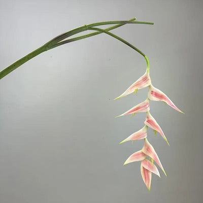 Heliconia Bec de Perroquet Haut de Gamme - 94 cm