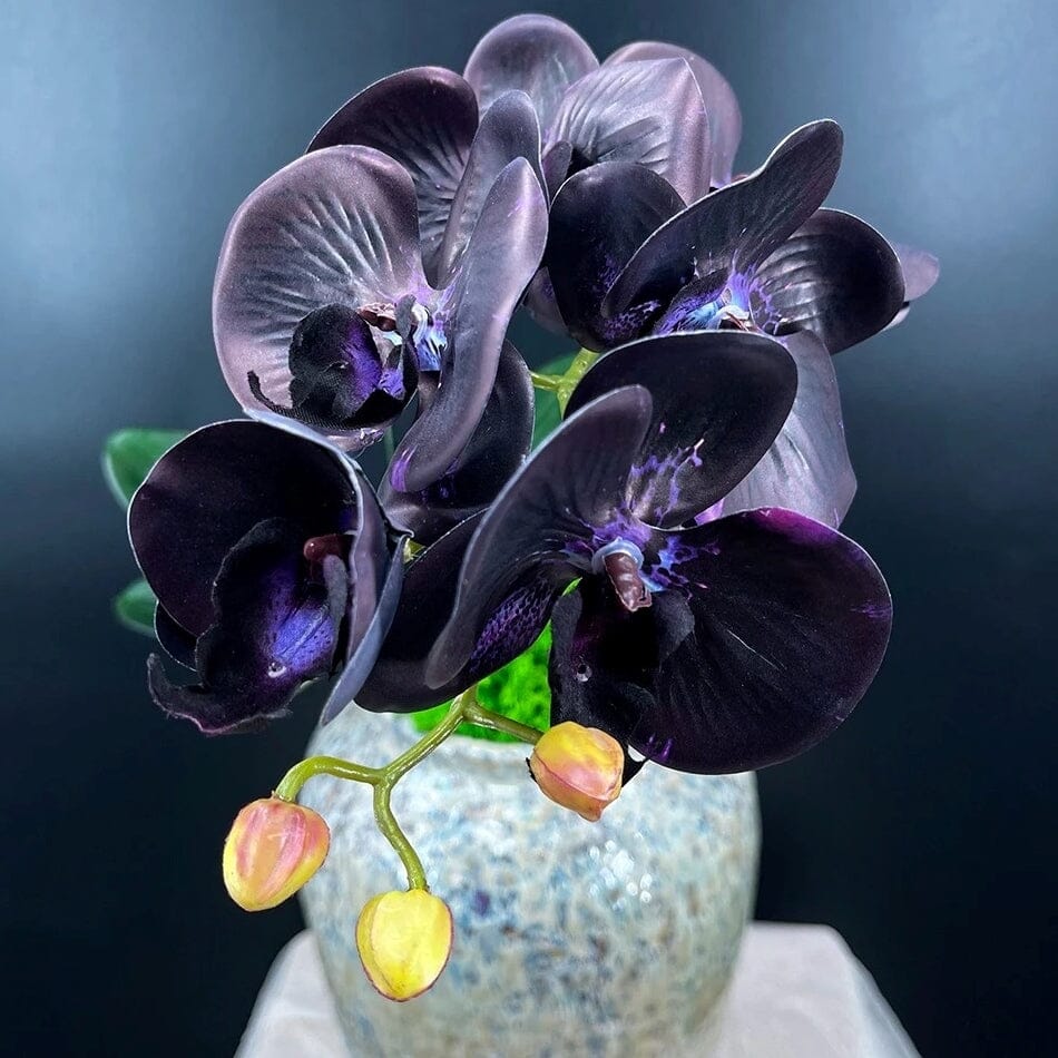 Vase Rond Noir Avec Une Orchidée Blanche Sur Fond De Mur Gris, Orchidée  Blanche, Mur Gris, Vase Rond Noir Image de Fond Pour le Téléchargement  Gratuit - Pngtree, image size:950x950